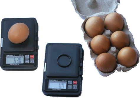 egg weighing scales