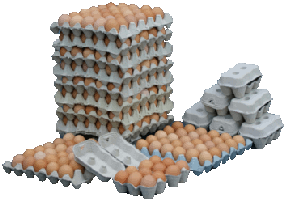 cheshire chickens fresh barn eggs