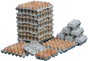 eggs