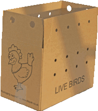 Live Bird Box